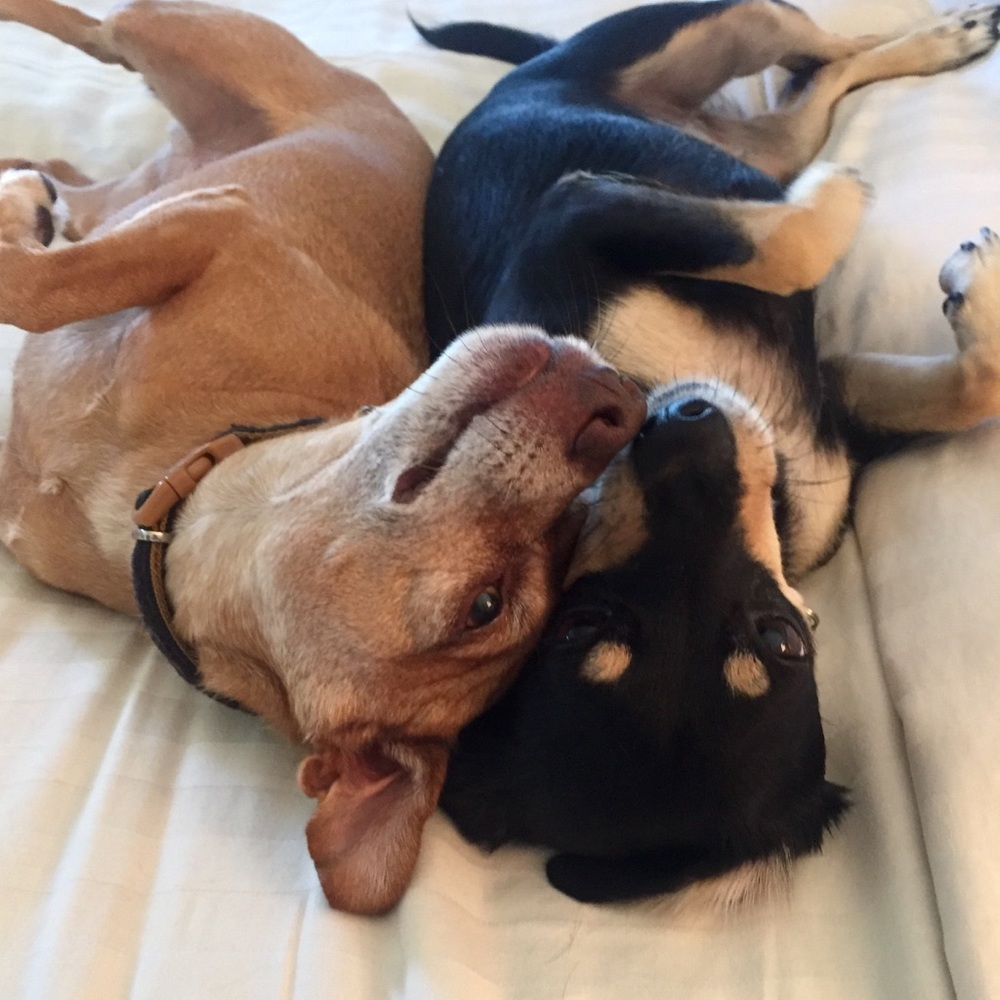 Meet your Posher, Susan